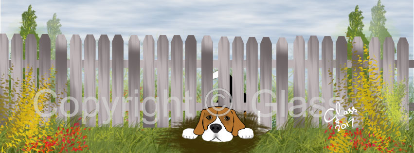 Beagle looking under fence